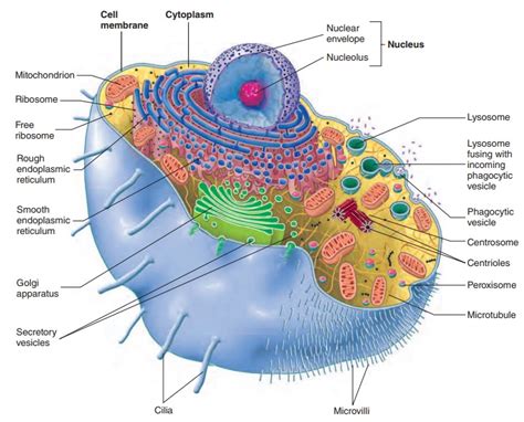 Despite their differences, they often share certain structures; Cell Structure