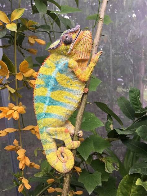 Chameleon Body Language Happy Stressed And Dying Signs