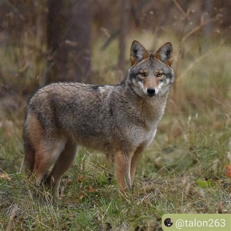 Coyote Watch Canada On Instagram Beautiful Eastern Coyote Talon263
