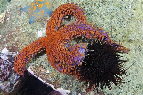 Starfish Preying In Sea Urchin Photograph By Alexander Semenov Fine