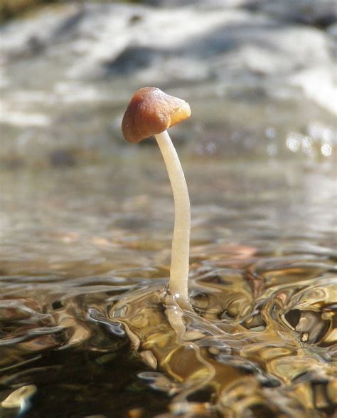 Psathyrella Aquatica This Has No Nickname I Know Of Its The Only Known Mushroom To Fruit And