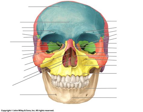 Axial muscles of the head, neck, and back. Anterior Skull- Anatomy