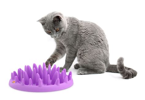 Discover the best automatic cat feeders in best sellers. Amazon.com : CATCH Interactive Feeder : Pet Self Feeders ...
