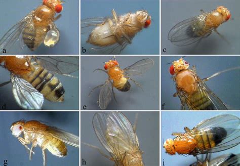 Conditional Mutations And New Genes In Drosophila IntechOpen