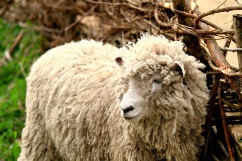 Weibliche Schafe Stockbild Bild Von Nahaufnahme Bewirtschaften 5768575