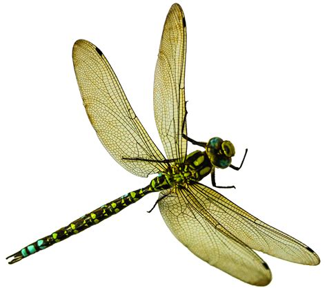 🥇 Image Of Dragonfly Clipart Overlay Png Free Photo 100035235