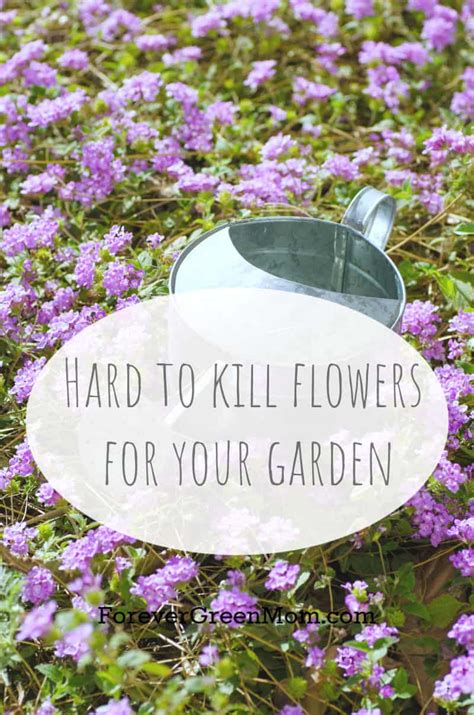 Hard To Kill Flowers For Your Garden Forever Green Mom