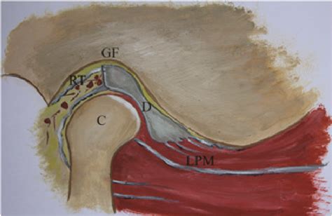 Temporomandibular Joint Anatomy Gf Glenoid Fossa C Mandibular