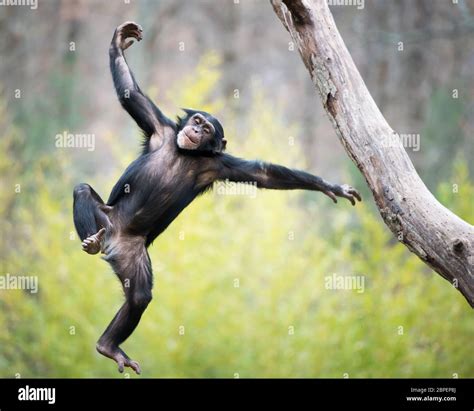 Young Chimpanzee Swinging And Jumping From A Tree Stock Photo Alamy