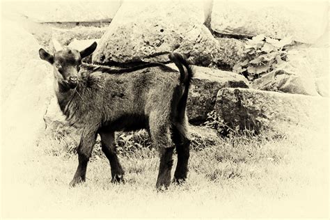 Gambar tersebut bisa anda unduh langsung, caranya silahkan klik. Gambar Sketsa Gambar Taman Bunga Gambarpedia Kambing di Rebanas - Rebanas