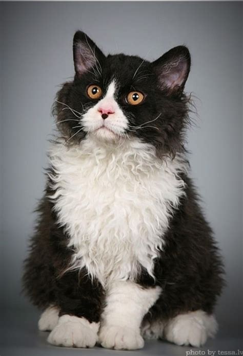 The Enchanting Charm Of The Tuxedo Cat Pethelpful