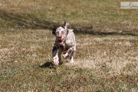 Our english setter puppies for sale come from either usda licensed commercial breeders or hobby breeders with no more than 5 breeding mothers. Luna: English Setter puppy for sale near Pittsburgh ...