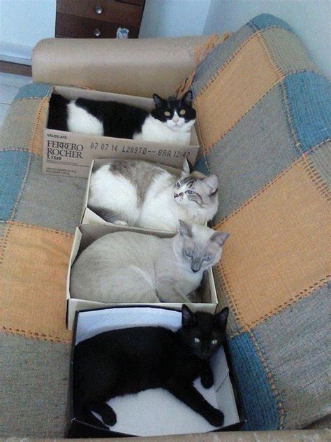 Why Do Our Cats Love Boxes So Much Viral Cats Blog