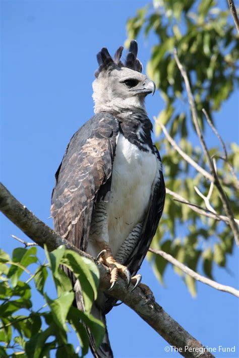 Harpy Eagle Alchetron The Free Social Encyclopedia