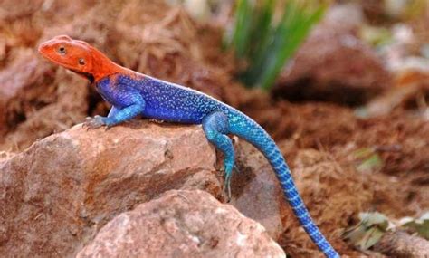 Red Head Agama Agama Agama Rainbow Lizard Buy