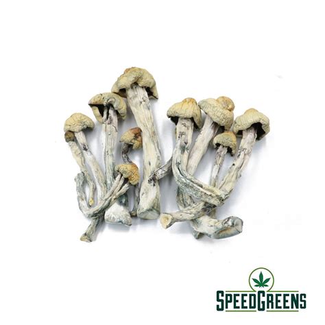 Penis Envy Mushrooms Psilocybe Cubensis Speed Greens