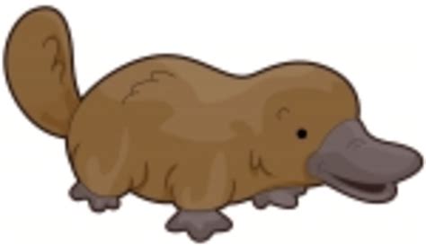 Free Platypus Cliparts Download Free Platypus Cliparts Png Images