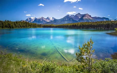 Download Wallpapers Mountain Glacial Lake Forest Mountains Summer