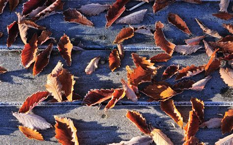 Frosted Autumn Leaves Wallpapers Wallpaper Cave