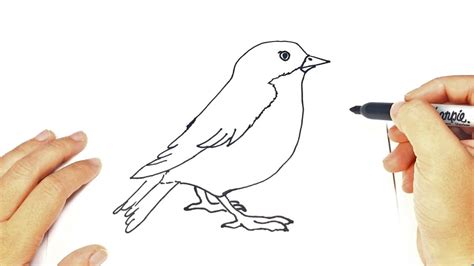 Pasos Para Dibujar Aves Como Dibujar Animales Aves Su Anatomia Y Como
