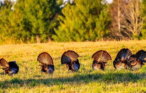 Want To Hunt Turkey This Spring Fwc Has Applications Open Now