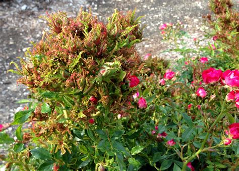 Check spelling or type a new query. Rose Rosette Disease - Neil Sperry's Notes