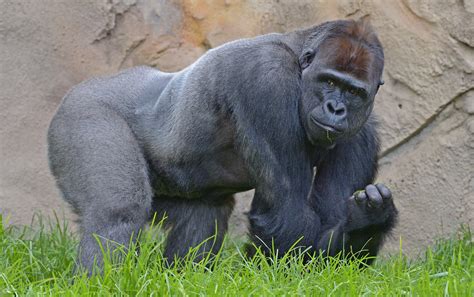 How Endangered Are Western Lowland Gorillas Like The One At The
