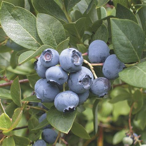 Ka Bluey Blueberry Gurneys Seed Nursery Ubicaciondepersonascdmxgobmx