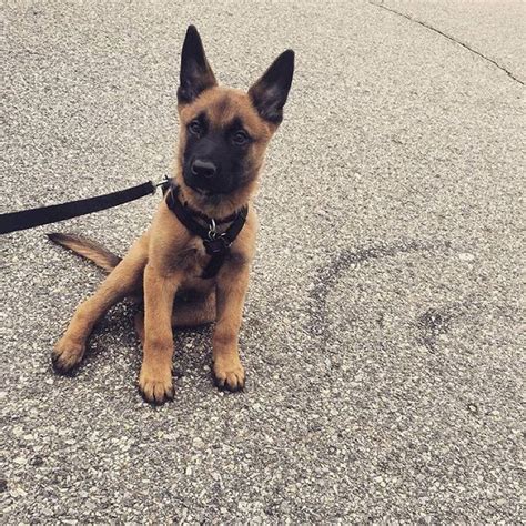 Official Malinois Lovers On Instagram By Kodathemalinois ️ Check