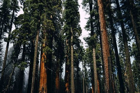 Conservation Group Plans To Buy World S Largest Sequoia Forest For 15