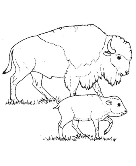 Buffalo Coloring Pages - Best Coloring Pages For Kids