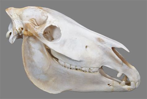 Lot 92 Skullsanatomy Burchells Zebra Skull Equus