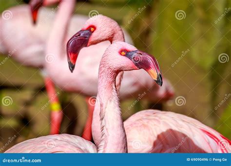 Flamboyance Of Flamingos Stock Photo Image Of Color 69090496