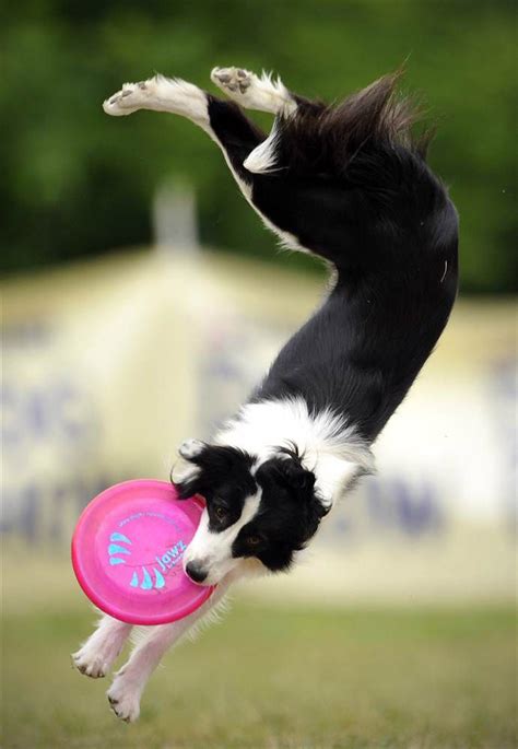 Border Collie Catches Frisbee In The Skyhoundz Disc Dog European