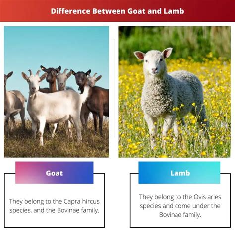 Goat Vs Lamb Difference And Comparison