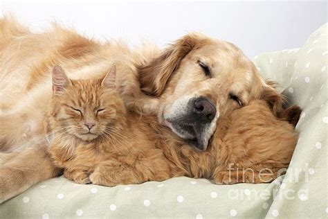 Golden Retriever And Orange Cat By John Daniels