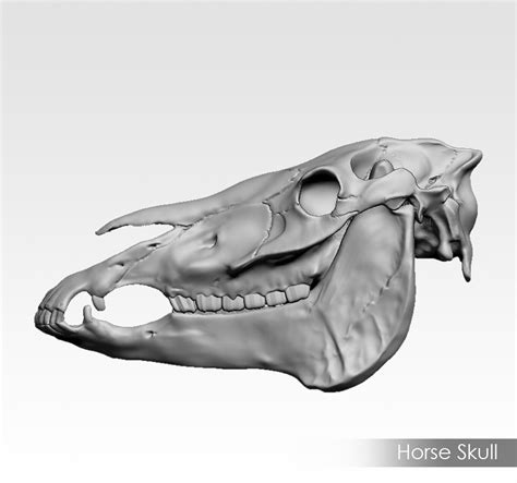Ran Manolov Horse Skull