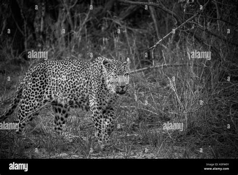 Leopards In South Africa Stock Photo Alamy