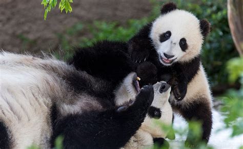 Panda Cam Goes Dark Exhibit Closes As Zoo Readies Pandas For Return