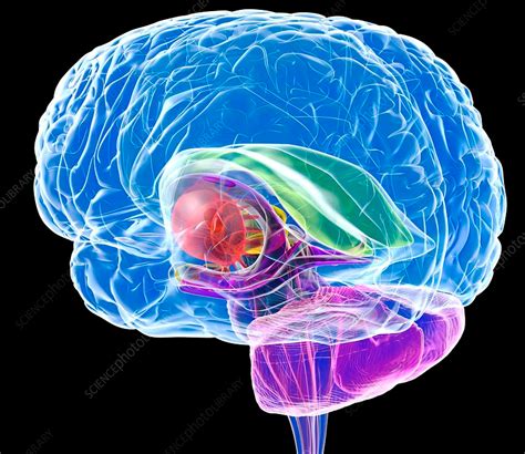 Brain Anatomy Computer Artwork The Cerebellum Is Purple The Corpus Callosum Is Green Metal