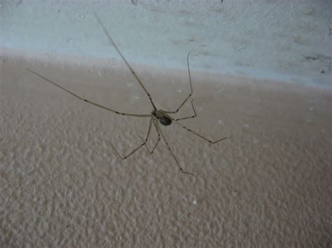 We did not find results for: Small spider on my ceiling | Flickr - Photo Sharing!