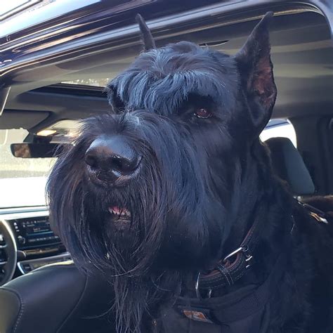 14 Massive Facts About Giant Schnauzers Petpress