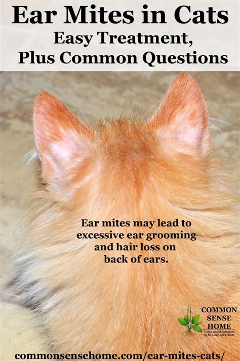 How To Kill Ear Mites In Cats At Home Catwalls