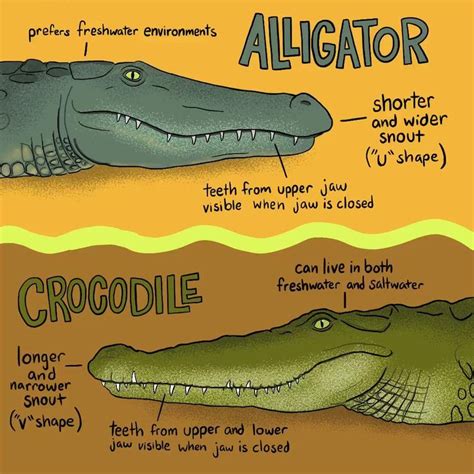 Alligator Vs Crocodile Video In 2021 Digital Illustration