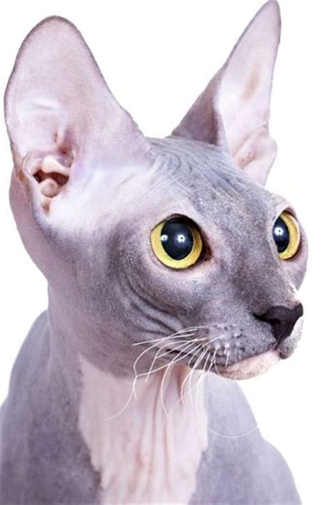 Sphynx Hairless Cat Breed Information And Photos Sphynx Cat Hairless