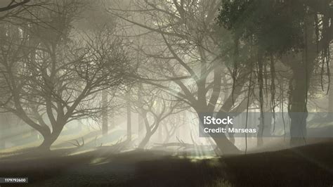 Dark Mysterious Forest At Foggy Dusk Or Night Stock Photo Download