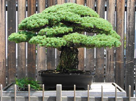Bonsai Tree Taken At The Us National Arboretum This Tree Flickr