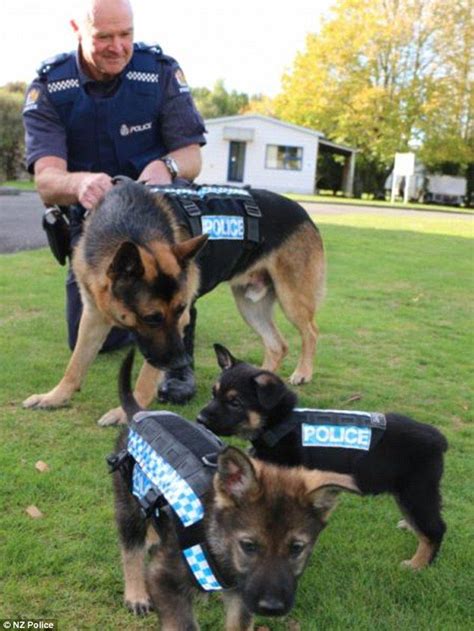 The range of police dog breeds has been expanded, and more breeds there's no single path for a dog to become a police k9 unit. Video shows adorable police puppies trying out stab ...