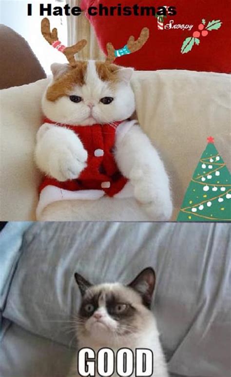 46 Grumpy Cat Christmas Wallpapers Wallpapersafari