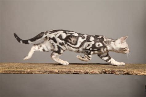 Owning A Marbled Bengal Cat A Comprehensive Guide Kitty Devotees